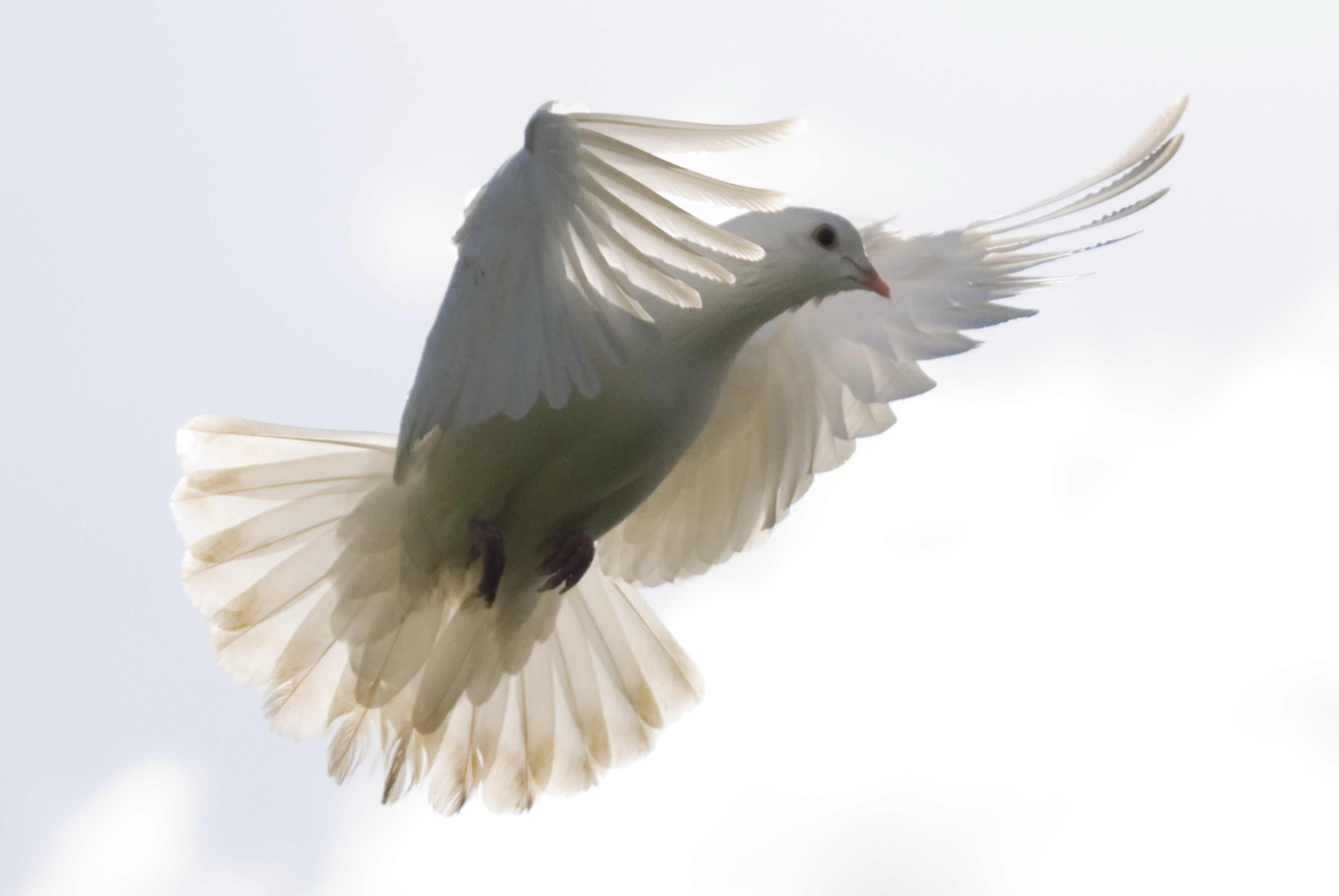 Голуби на крыше. Крыло белого голубя. Белый голубь на прозрачном фоне. Феникс белый голубь цвет.