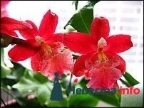 Фото 228380 в коллекции Мои фотографии - Darly