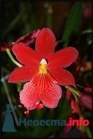 Фото 228382 в коллекции Мои фотографии - Darly