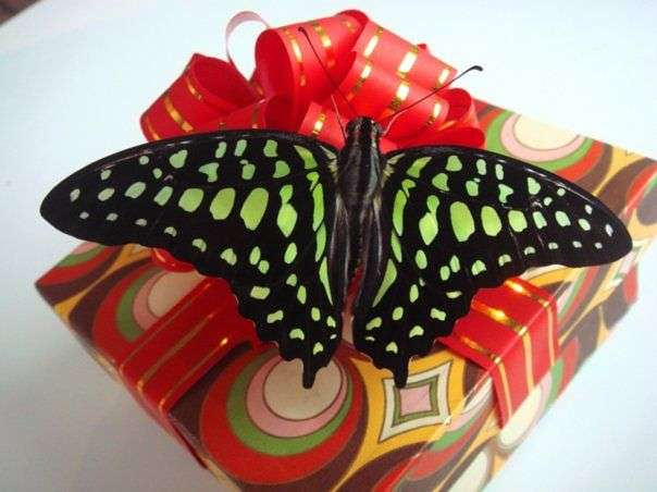 Фото 824967 в коллекции Упаковка для бабочек. - Batterfly - живые бабочки в подарок