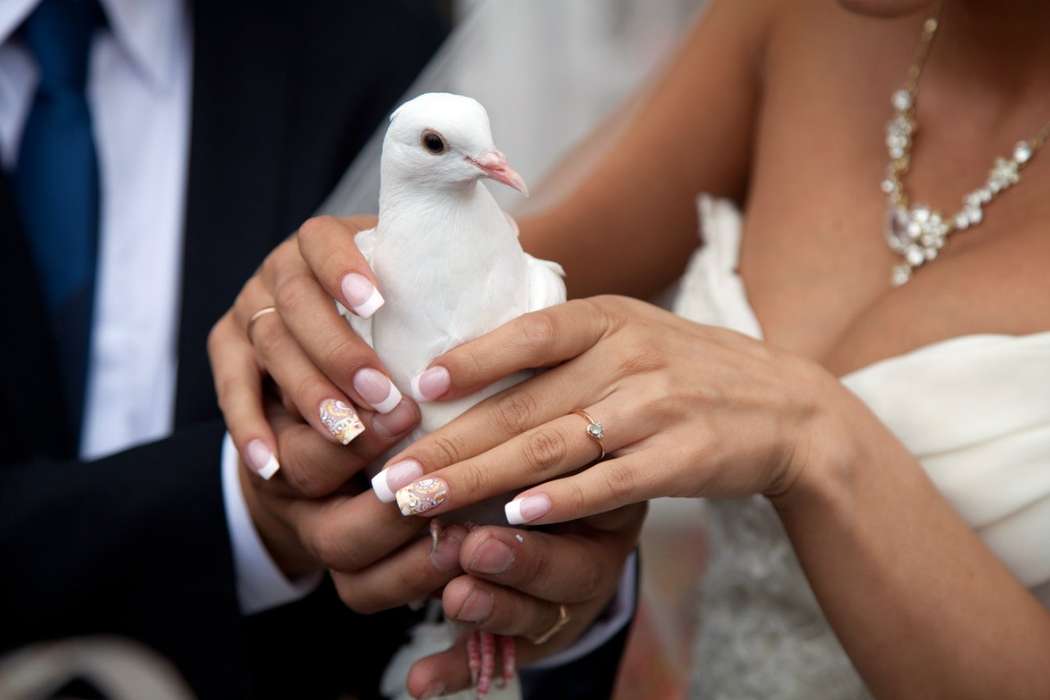 Руки невесты на фоне рук жениха  и белого голубя. Маникюр выполнен в классическом стиле - белый френч украшенный лепкой на - фото 1983757 Фотограф Сергей Грачёв 
