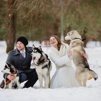 Собаки хаски, животные на свадьбе, зимняя свадьба в парке