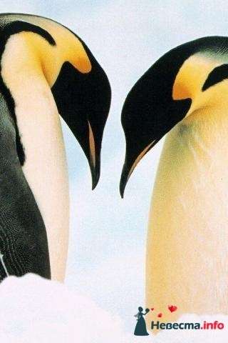 Фото 172302 в коллекции Пингвинья любовь - Пингвин-Тур - туристическая компания
