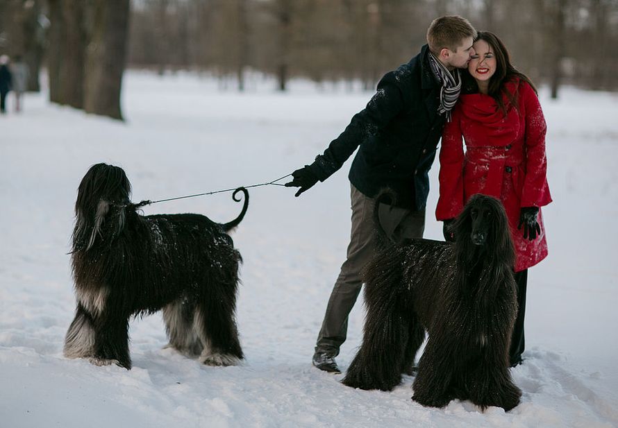 Парень и девушка в заснеженном лесу  держат на поводке двоих больших черных собак. - фото 2243206 Фотограф Анна Волкова