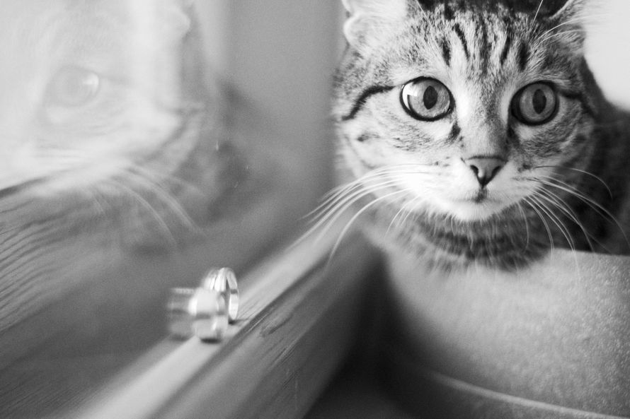 Задумчивый кот сидит возле обручальных колец. - фото 2623051 A2 Wedding Photo - фотосъёмка
