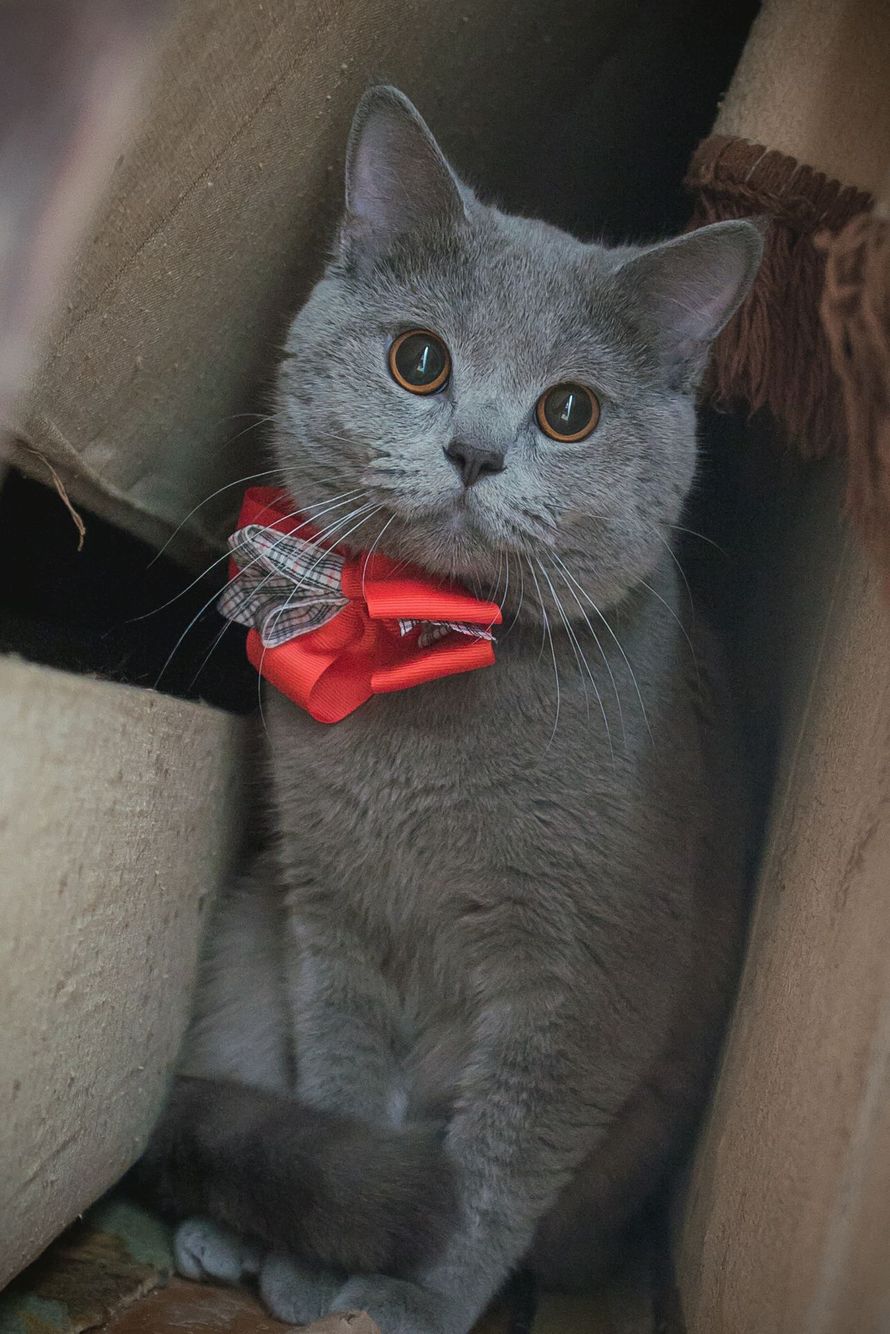 Кот пепельного цвета. Кот пепельного цвета. Кот пепельного цвета. Дымчатый котенок британец. Британская короткошёрстная кошка шартрез.