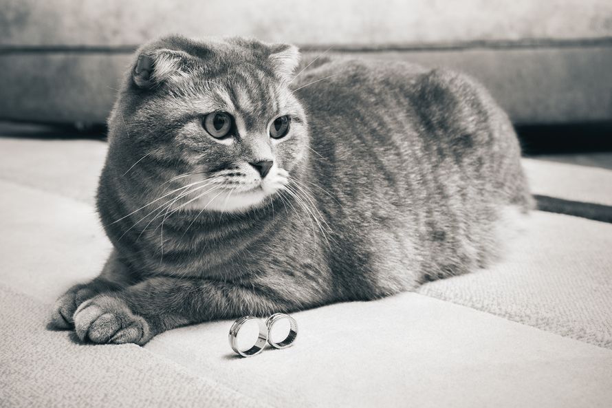 свадебный котик - фото 3552657 WedPhotoLine - фотосъёмка