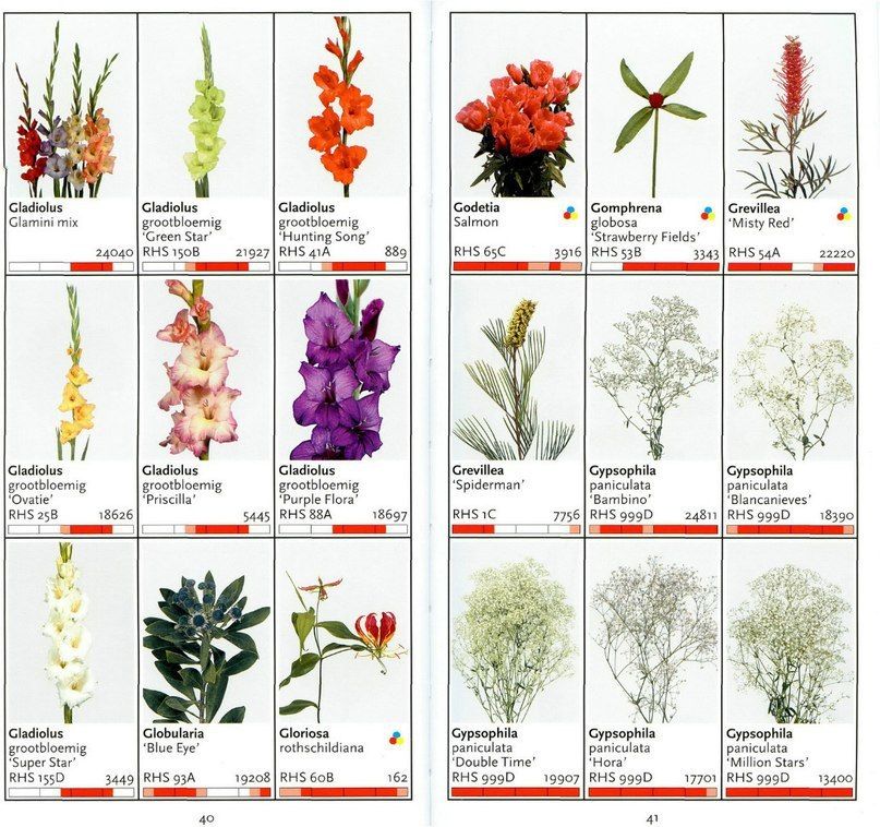 Цветы первого порядка флористика список и фото