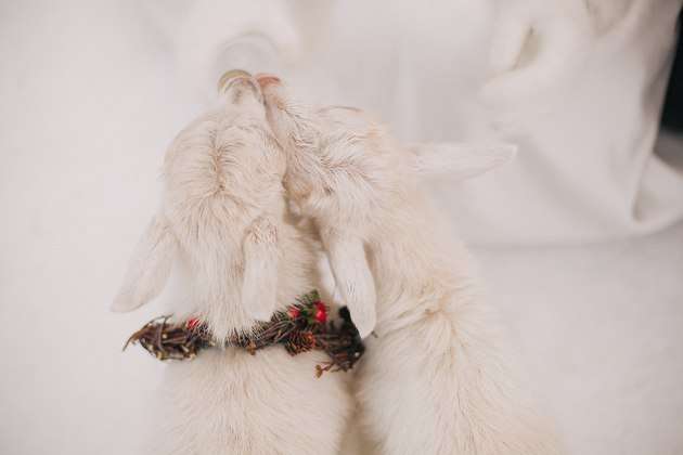 Животные на свадьбе, зима, зимняя свадьба - фото 8059354 Студия ярких событий Twinkle 