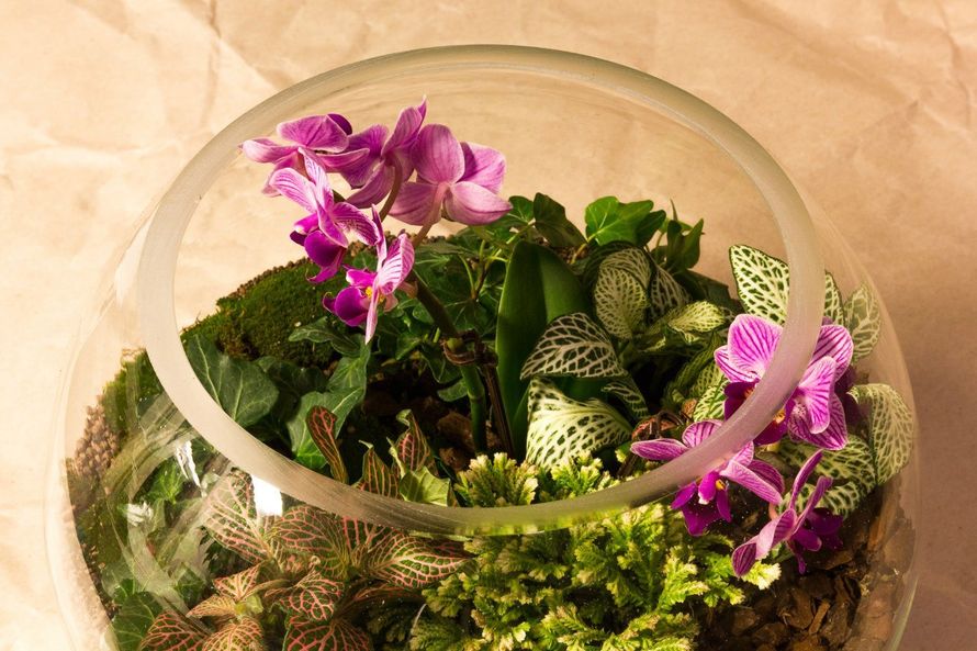 Шар 25 см «Тропический лес» с мини-орхидеями (ваза 7,5 л, ⌀25 см)


#12 - фото 9450262 Мастерская флорариумов Юлии Шумилкиной