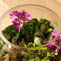 Шар 25 см «Тропический лес» с мини-орхидеями (ваза 7,5 л, ⌀25 см)


#12