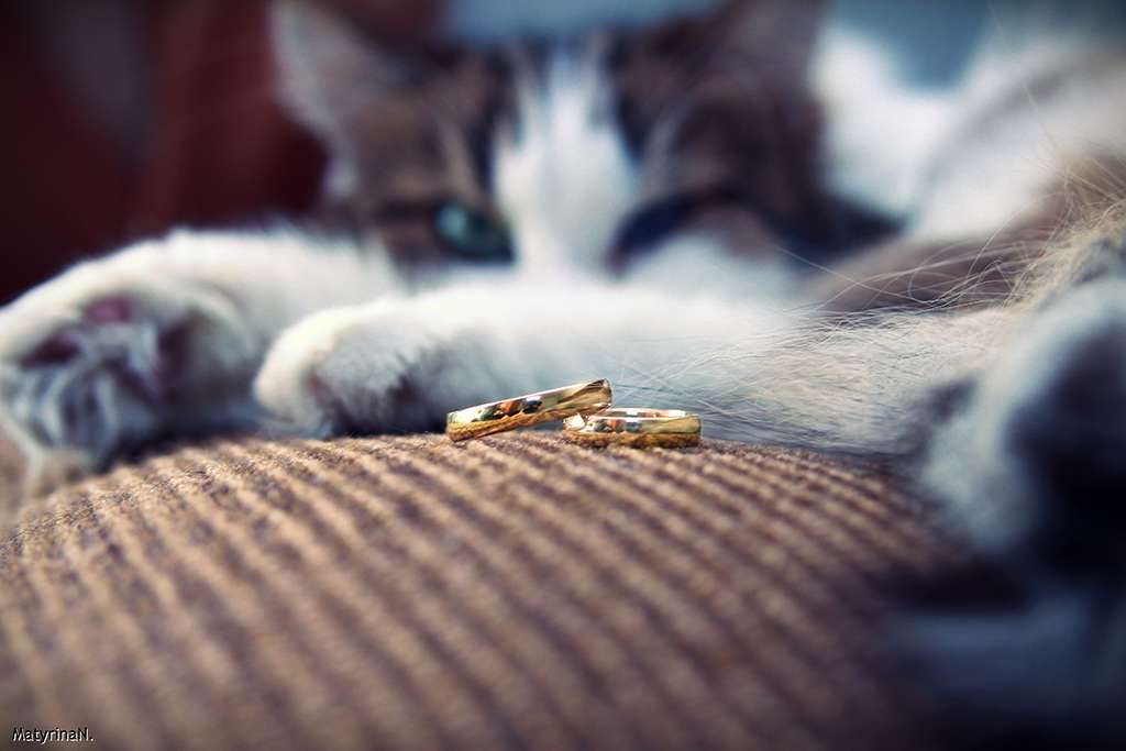 Обручальные кольца, выполненные в классическом стиле, на фоне кошки. - фото 710485 Фотограф Матырина Наталия