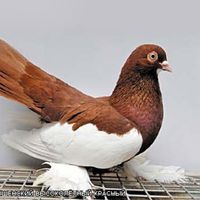 Камышинская порода голубей