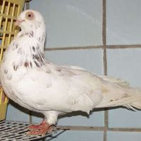 Клайпедская порода голубей