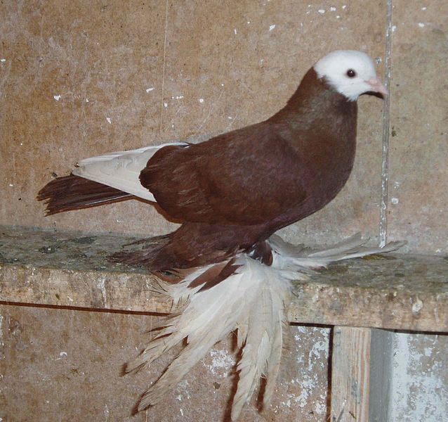 Порода голубей "Армавирские белоголовные космачи"