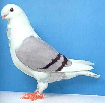 Антверпенская порода голубей