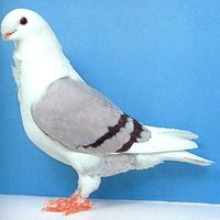 Антверпенская порода голубей