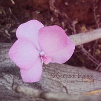 Орхидея Ванда... как розовая летящая бабочка... 

Материал - фоамиран
❄ Цветы не боятся ветра, мороза и не вянут
