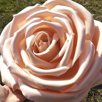 Фотозона из гигантских нежно-розовых роз
