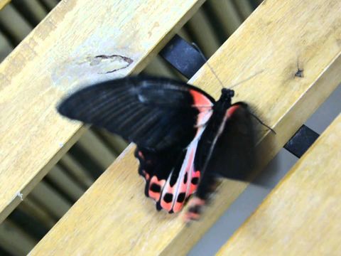 Бабочка Румянцева из Салюта из крупных бабочек