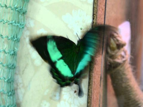 Бабочка Палинур для Салюта из крупных бабочек