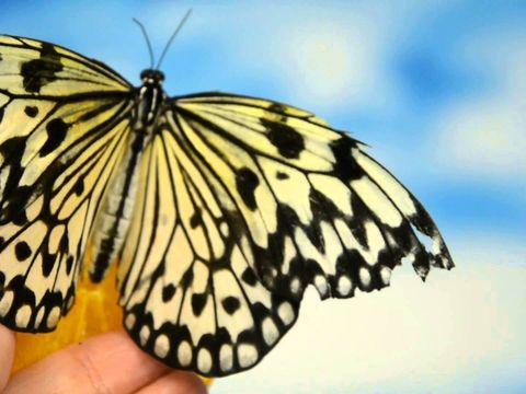 Бабочка Идэя для салюта из крупных бабочек