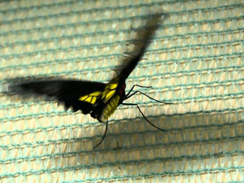 Бабочка Птицекрылка для салюта из крыльев бабочек